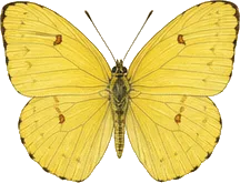 Orange-barred Sulphur