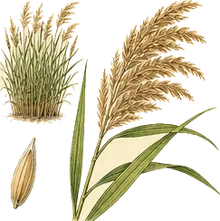 Common Reed