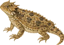 Texas Horned Lizard