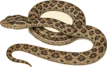 Spotted Leaf-nosed Snake