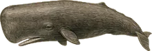 Sperm Whale