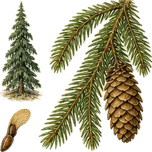Weeping Spruce
