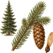 Engelmann Spruce