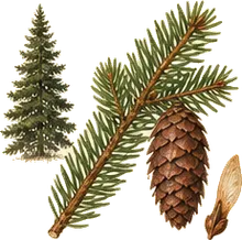 Red Spruce