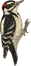Black-backed Woodpecker