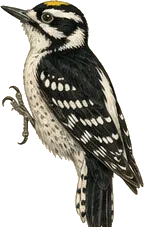 American Three-toed Woodpecker