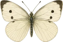 Cabbage White