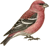 Pine Grosbeak