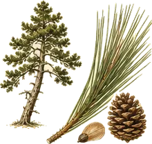 Limber Pine