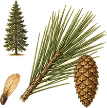 Sugar Pine
