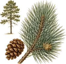 Table Mountain Pine