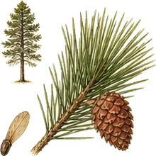 Red Pine