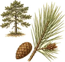 Virginia Pine