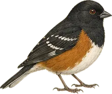 Eastern Towhee