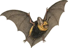 Tri-colored Bat