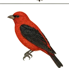 Scarlet Tanager