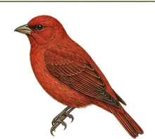 Summer Tanager