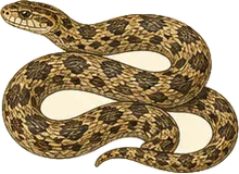 Gopher Snake