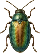 Imported Willow Leaf Beetle