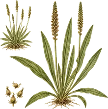 Narrowleaf Plantain