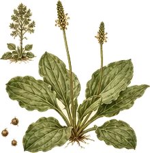 Common Plantain