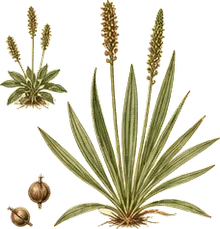 Blackseed Plantain