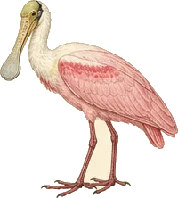 Roseate Spoonbill