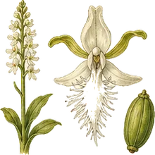 Yellow Fringed Orchid