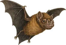 Heller's Broad-nosed Bat
