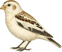 Snow Bunting