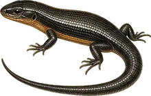Coal Skink
