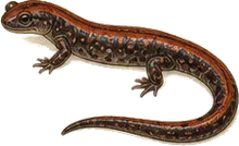 Eastern Red-backed Salamander