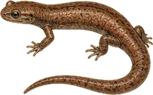 Jordan's Salamander