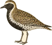 Pacific Golden-Plover