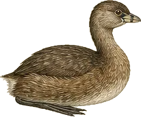 Pied-billed Grebe