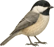 Black-capped Chickadee