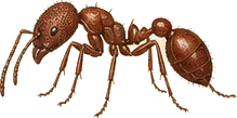 Red Harvester Ant