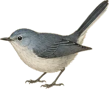 Blue-gray Gnatcatcher