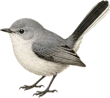 Black-tailed Gnatcatcher