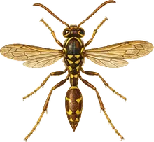 Guinea Paper Wasp