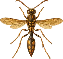 Northern Paper Wasp