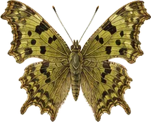 Green Comma