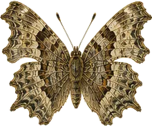 Hoary Comma