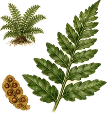 Christmas Fern