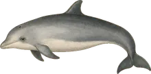 La Plata Dolphin