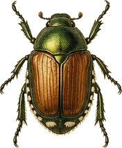 Japanese Beetle