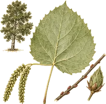 Fremont Cottonwood
