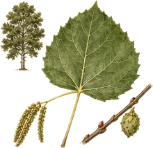 Bigtooth Aspen