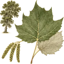 Swamp Cottonwood