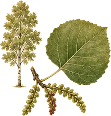 Quaking Aspen